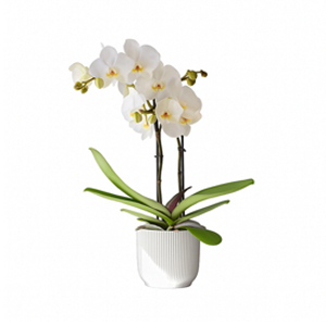 Orquídea Branca em Vaso
