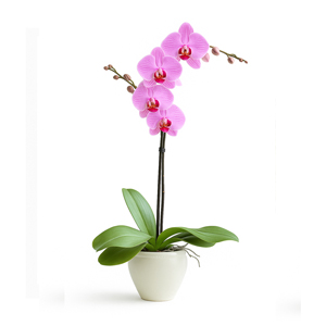 Orquídea Rosa em Vaso