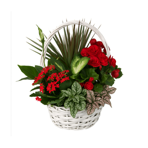 Cesta de 5 Plantas Naturais em Harmonia