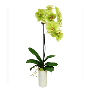 Orquídea Verde em Vaso