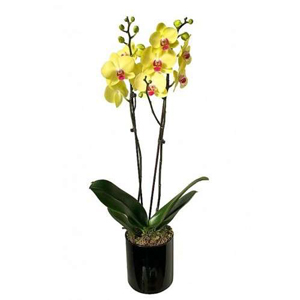 Orquídea Amarela em Vaso